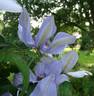 Bernadine™ clematis photo