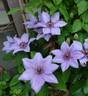 Bernadine™ clematis photo