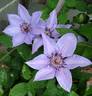 Bernadine™ clematis photo
