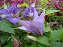 Dorothy Walton clematis photo