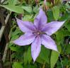 Dorothy Walton clematis photo