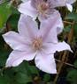Filigree clematis photo