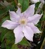 Filigree clematis photo