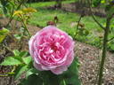 L'Ouche rose photo