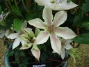 Corinne clematis photo