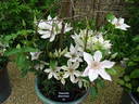 Corinne clematis photo