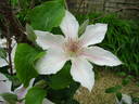 Corinne clematis photo