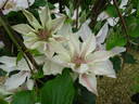Corinne clematis photo