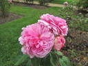 Madame Ernst Calvat rose photo