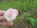 Madame Pierre Oger rose photo