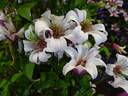 Princess Kate clematis photo