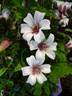 Princess Kate clematis photo