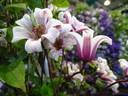 Princess Kate clematis photo