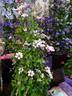 Princess Kate clematis photo