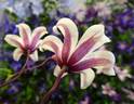 Princess Kate clematis photo