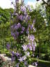 Prince Charles clematis photo