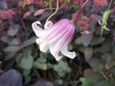 Princess Kate clematis photo