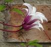Princess Kate clematis photo