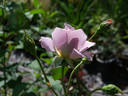 Silver Cloud rose photo