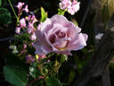 Silver Cloud rose photo