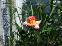Solar Flair rose photo