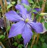 Rhapsody clematis photo