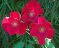 Vesuvius rose photo
