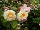 Apricot Bells rose photo