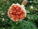 Belle d’Anjou ® rose photo
