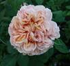 Belle d’Anjou ® rose photo