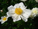 White Wings peony photo