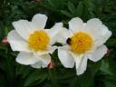 White Wings peony photo