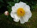 White Wings peony photo