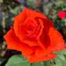 Prominent ® rose photo