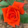 Prominent ® rose photo