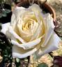 San Diego rose photo
