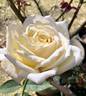 San Diego rose photo