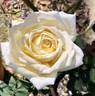 San Diego rose photo