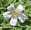 Nijveldt's White rose photo