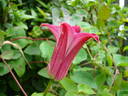 Texensis 'Sir Trevor Lawrence' clematis photo
