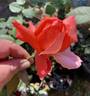 Hawaii rose photo