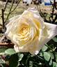 San Diego rose photo