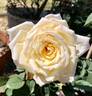 San Diego rose photo