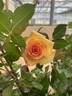 Gaye Hammond rose photo