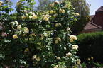 Gold Charm rose photo