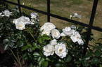 White Star rose photo