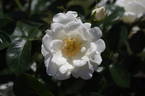 White Star rose photo