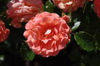 Newsflash rose photo