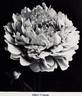 Albert Crousse peony photo