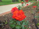 Cathedral City rose photo